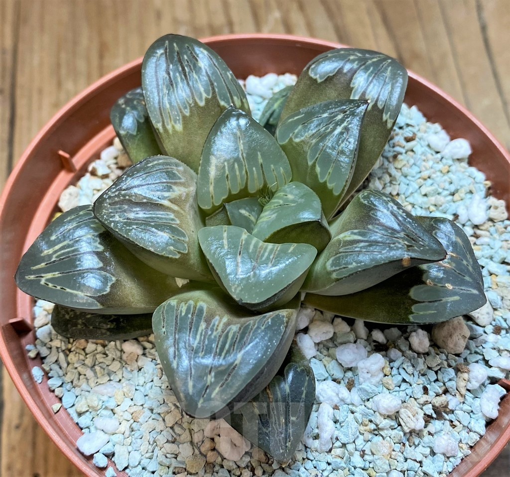 SH11128 Haworthia 'Silver Turtle' - Image 2
