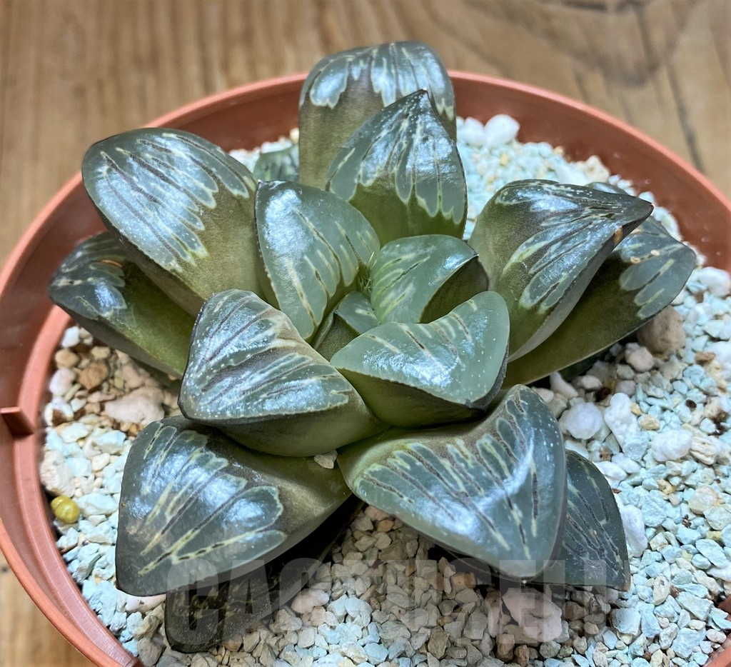 SH11128 Haworthia 'Silver Turtle'