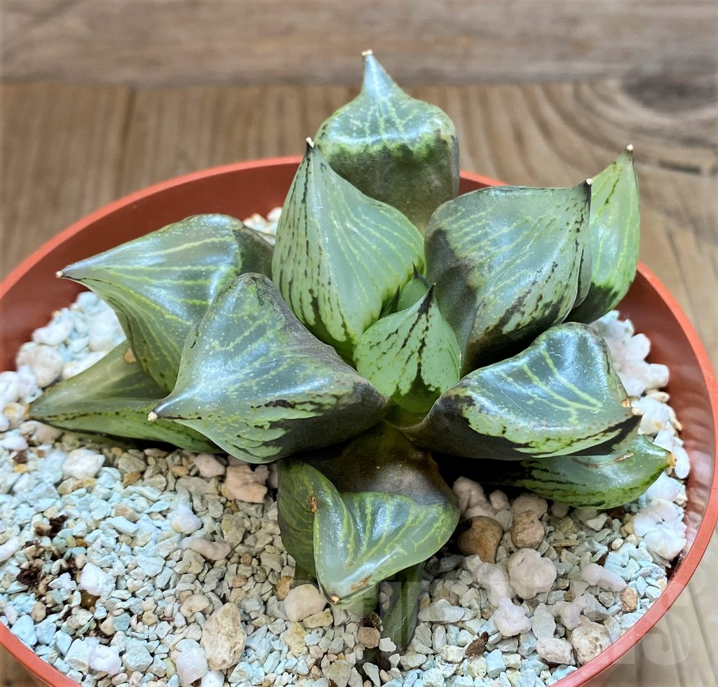 SH11129 Haworthia ‘Urahannya’ - Image 2