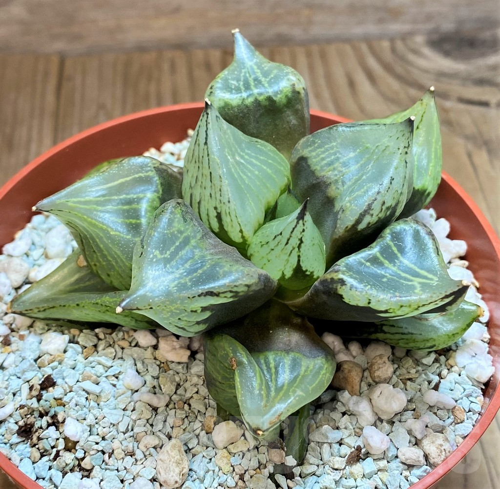 SH11129 Haworthia ‘Urahannya’