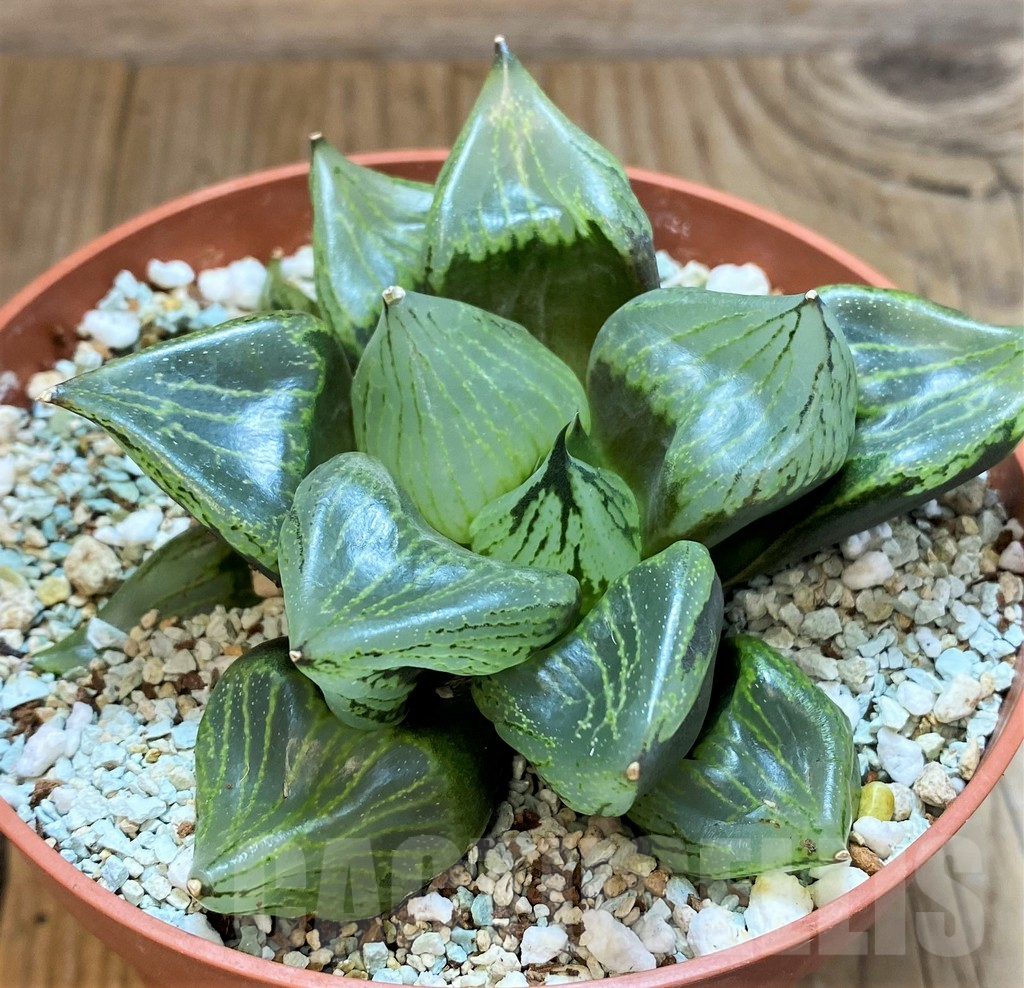 SH11130 Haworthia ‘Urahannya’ - Image 2