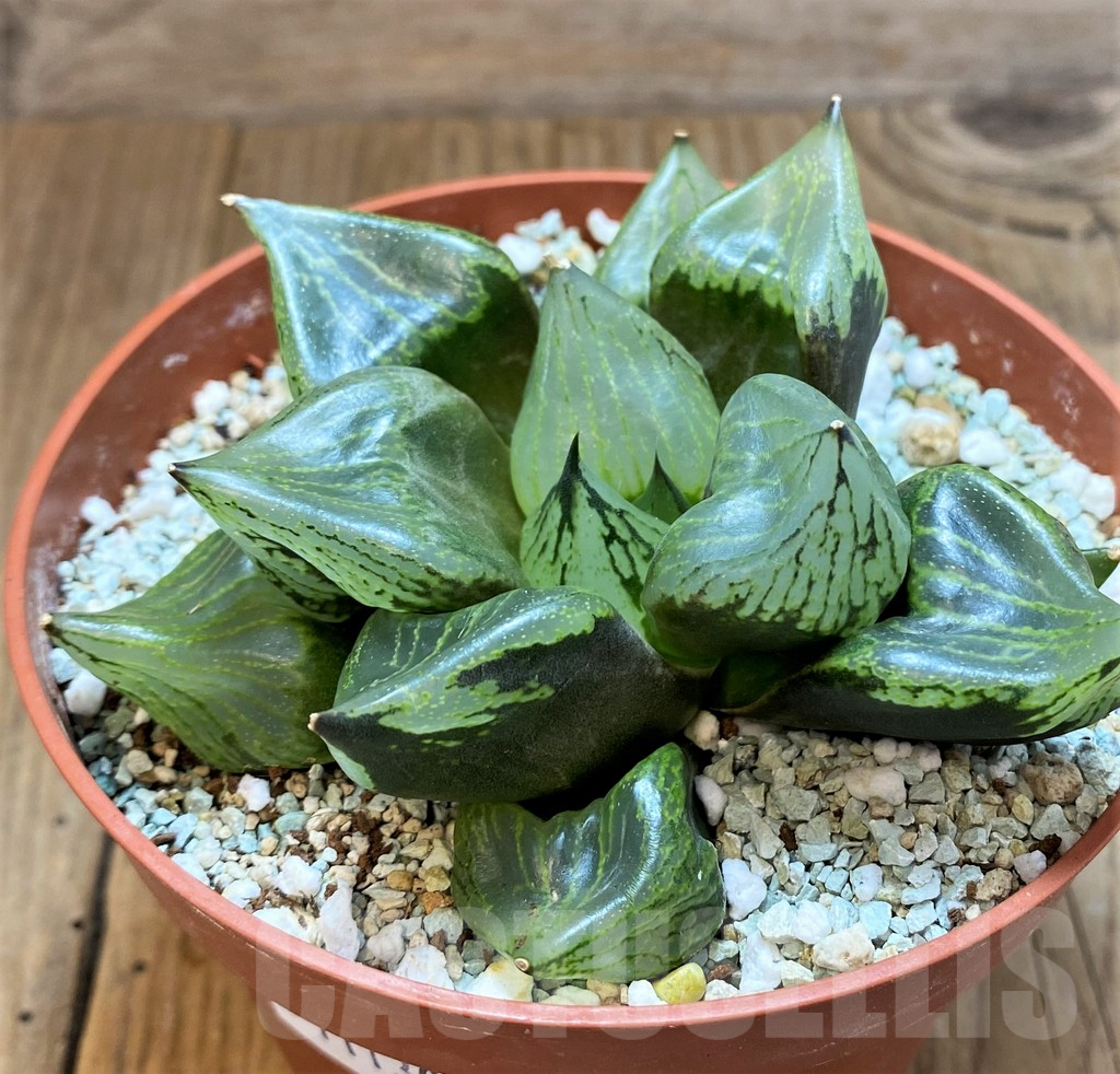 SH11130 Haworthia ‘Urahannya’