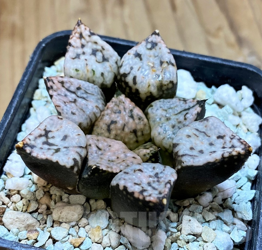 SH11131 Haworthia picta ‘Pandora’ - Image 2