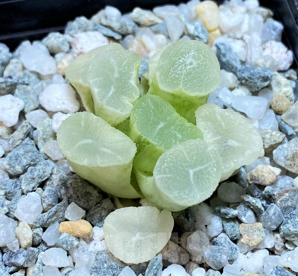 SH11086 Haworthia maughanii 'White Brocade of All Things' - Image 2