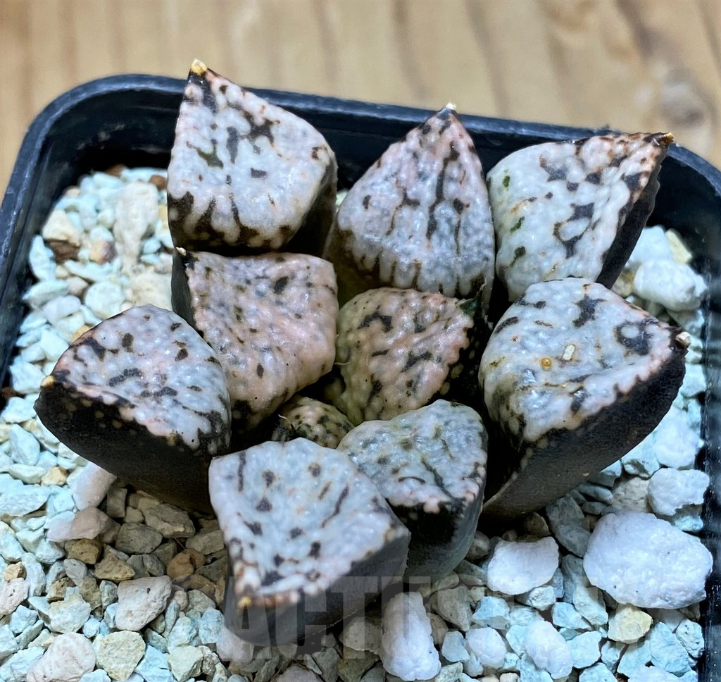 SH11131 Haworthia picta ‘Pandora’