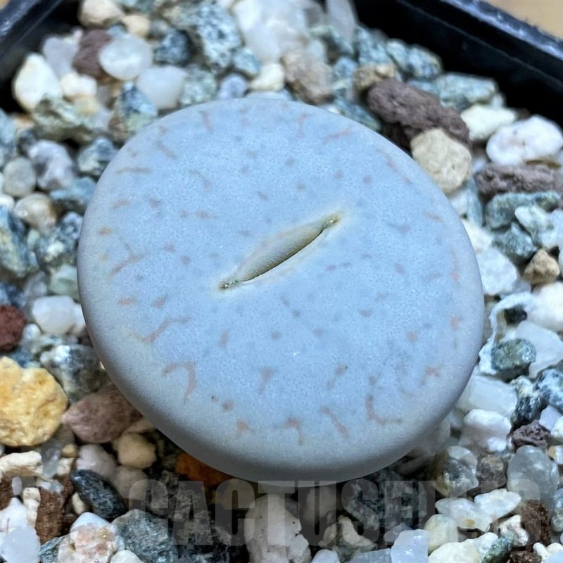 SH11133 Lithops pseudotruncatella ssp. volkii