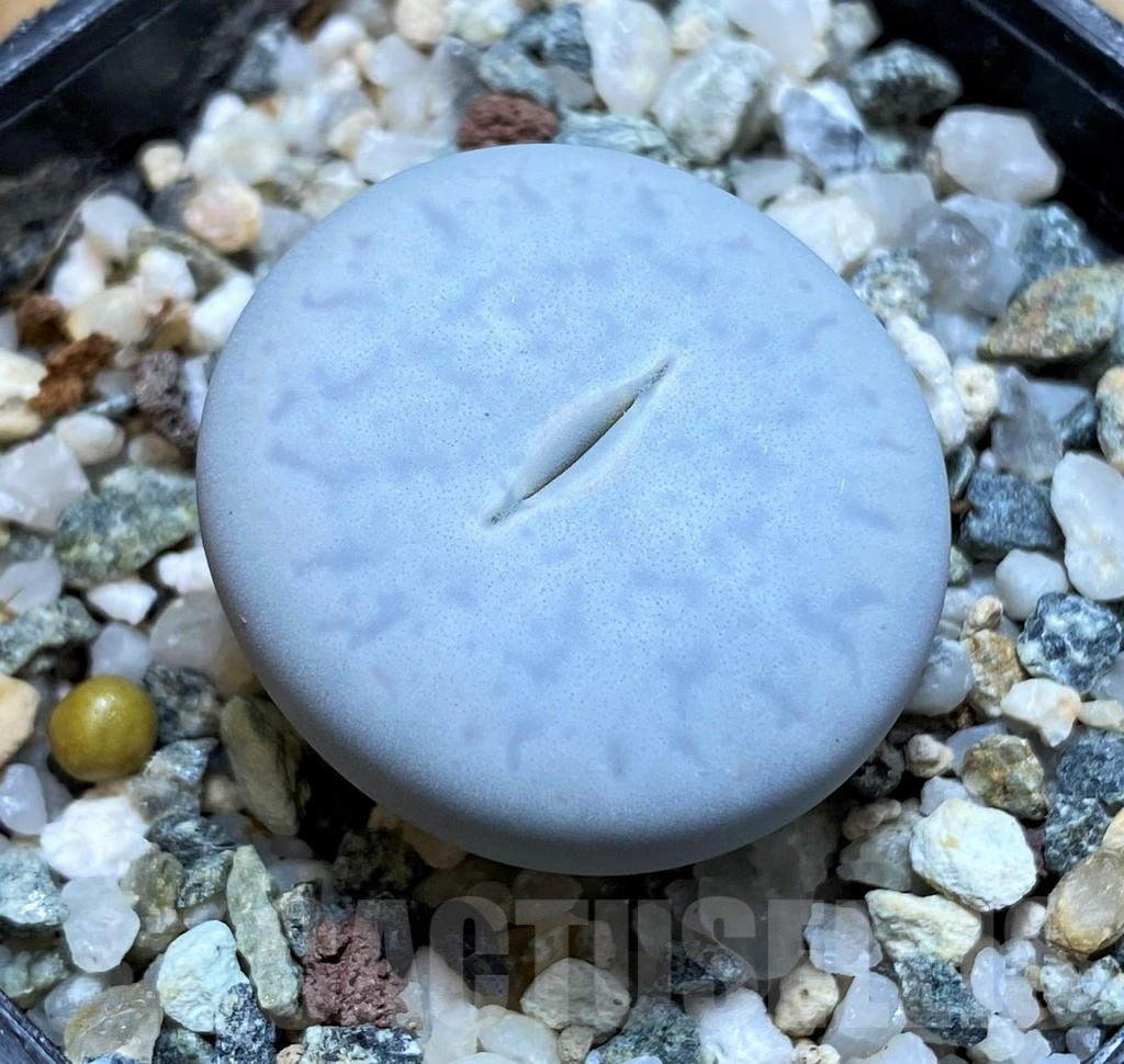 SH11134 Lithops pseudotruncatella ssp. volkii