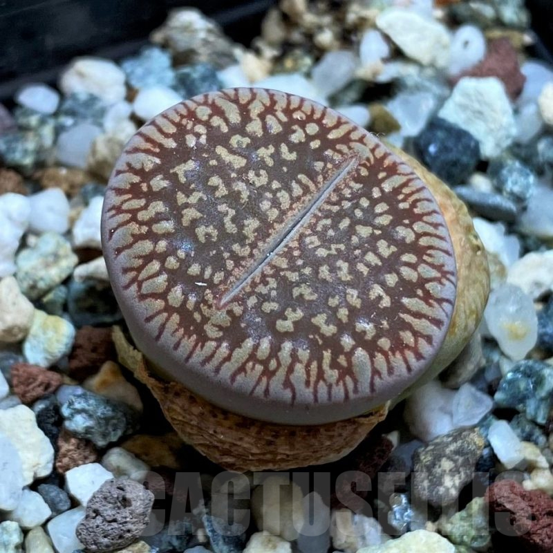 SH11136 Lithops aucampiae ssp. euniceae LMP4