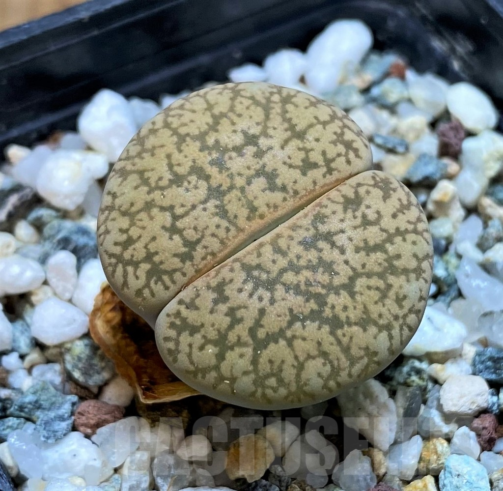 SH11137 Lithops lesliei C014