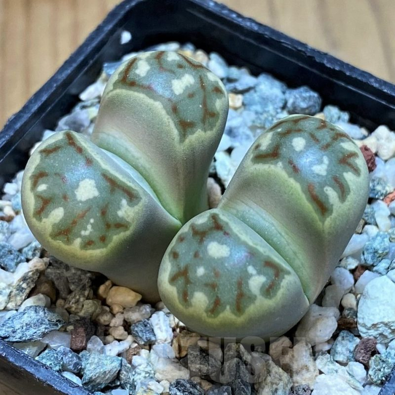 SH11139 Lithops dorotheae