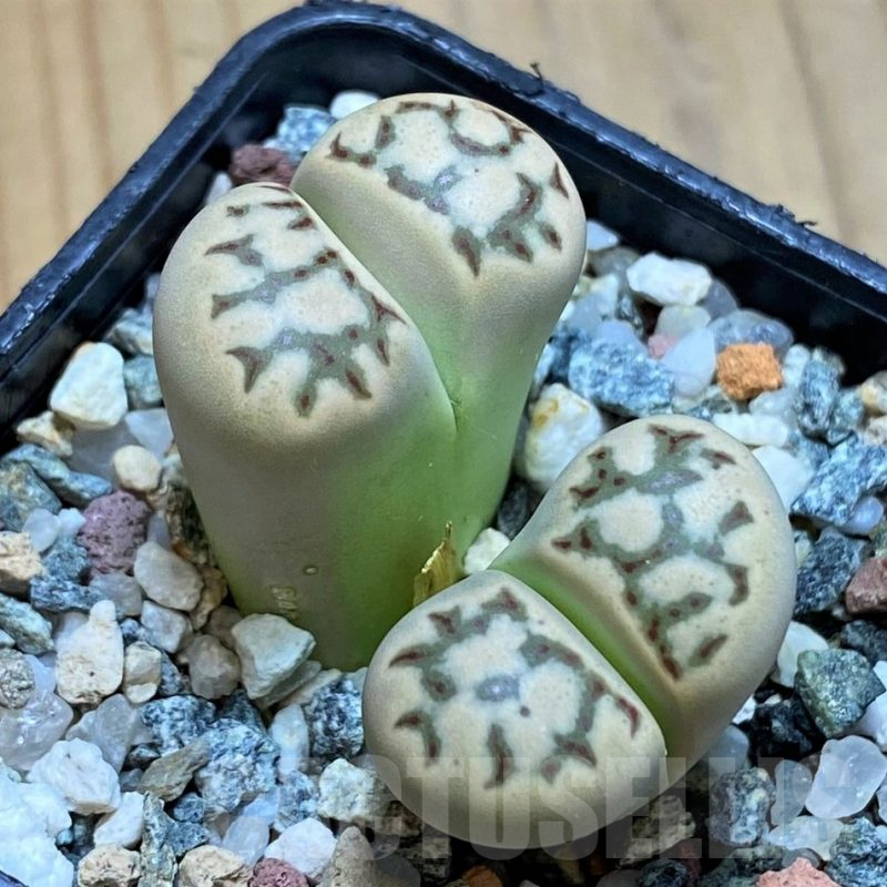 SH11140 Lithops dorotheae
