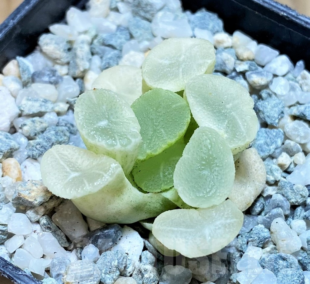 SH11087 Haworthia maughanii 'White Brocade of All Things' - Image 2