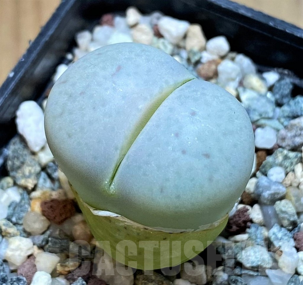 SH11144 Lithops pseudotruncatella ssp. volkii