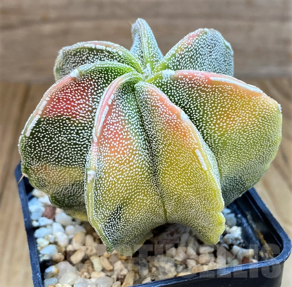 SH11145 Astrophytum myriostigma hybrid f. variegata - Image 2