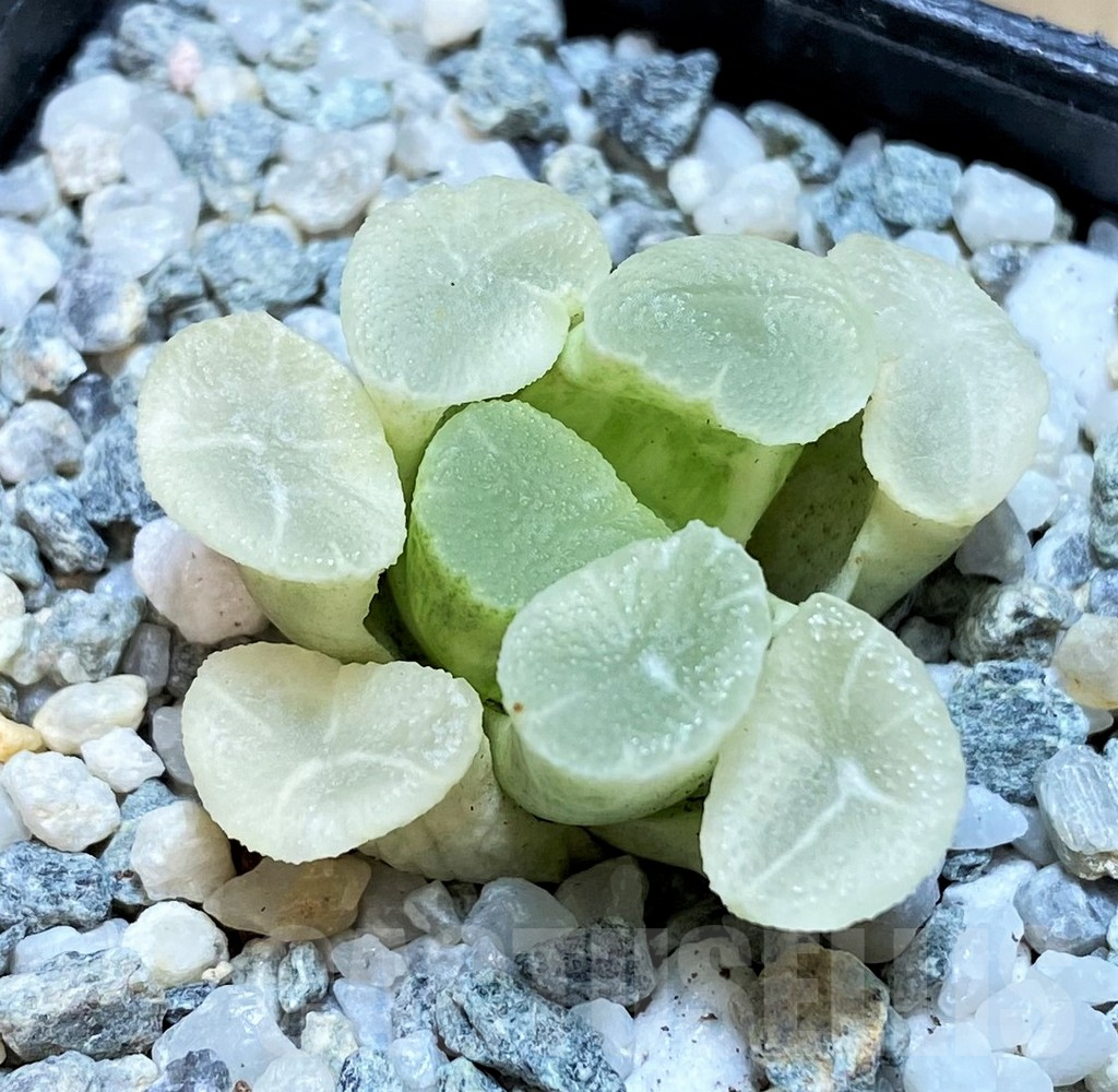 SH11087 Haworthia maughanii 'White Brocade of All Things'