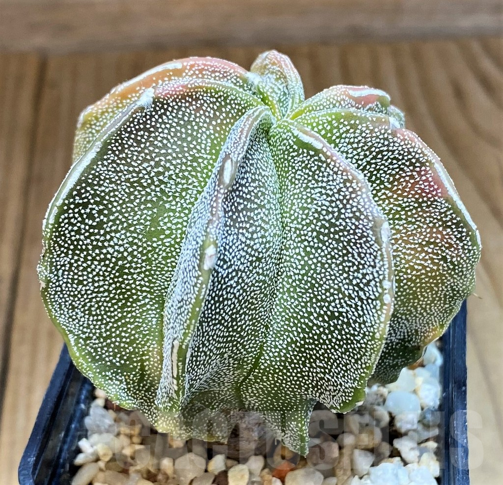 SH11145 Astrophytum myriostigma hybrid f. variegata - Image 3
