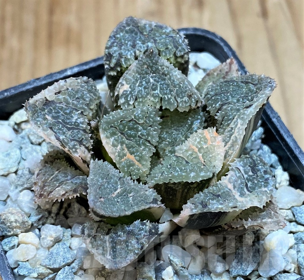 SH11091 Haworthia 'Mordor' f. variegata