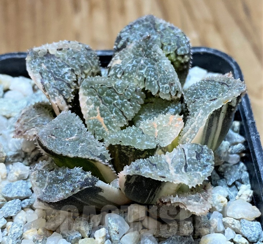 SH11091 Haworthia 'Mordor' f. variegata - Image 2