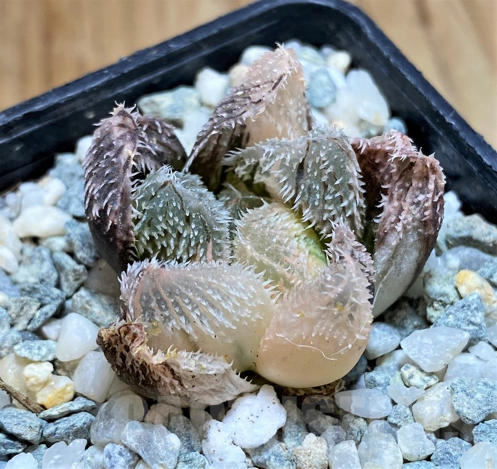 SH11093 Haworthia venusta 'Shirayuki' f. variegata - Зображення 2