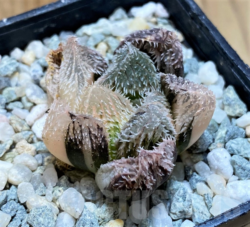 SH11093 Haworthia venusta 'Shirayuki' f. variegata