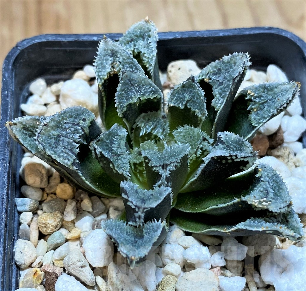 SH11094 Haworthia 'Kegazato' hybrid - Imagen 2