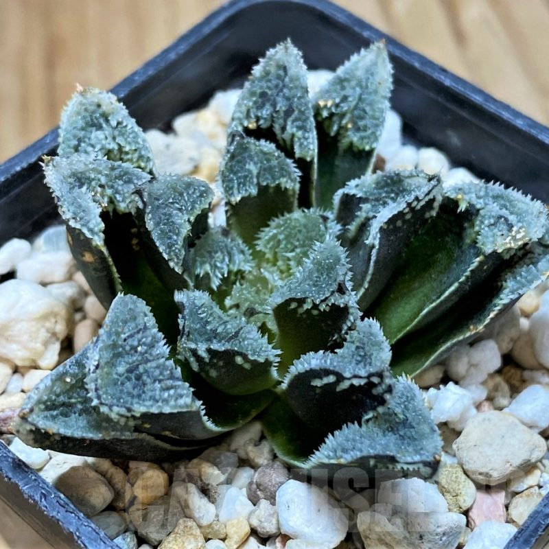 SH11094 Haworthia 'Kegazato' hybrid