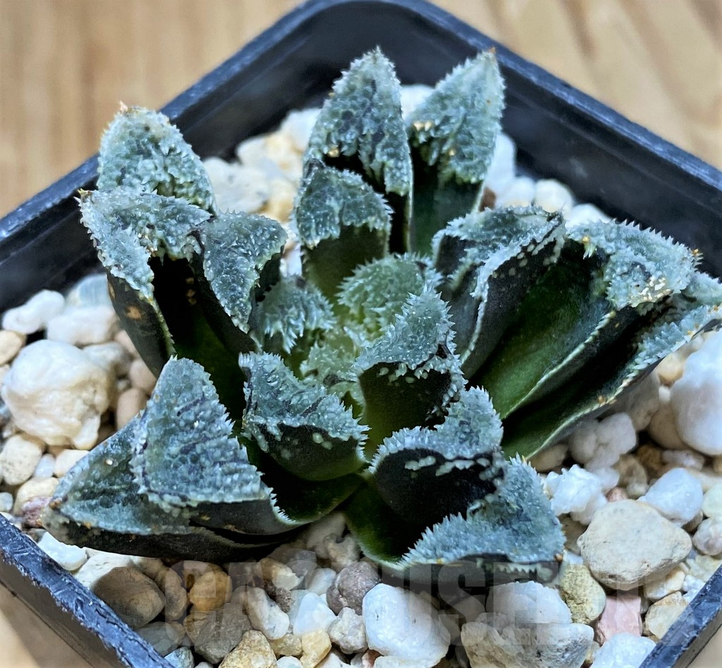 SH11094 Haworthia 'Kegazato' hybrid