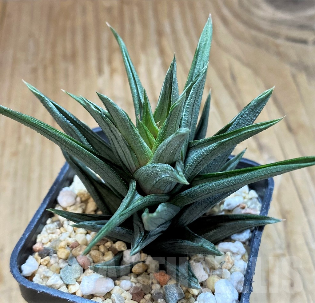SH11096 Haworthia tortuosa f. variegata - Image 2