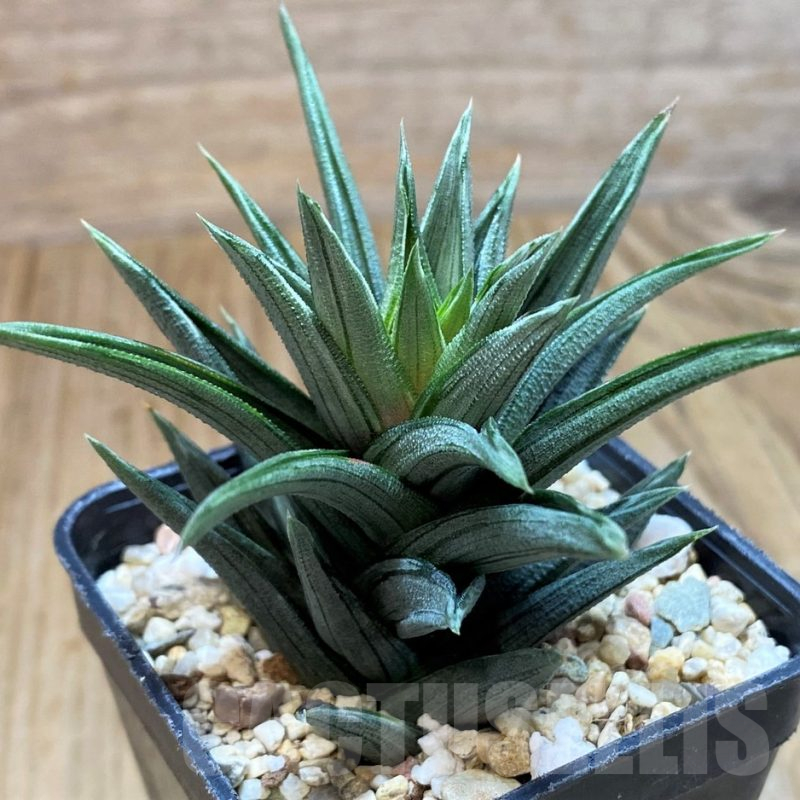 SH11096 Haworthia tortuosa f. variegata
