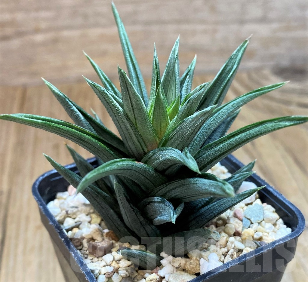 SH11096 Haworthia tortuosa f. variegata