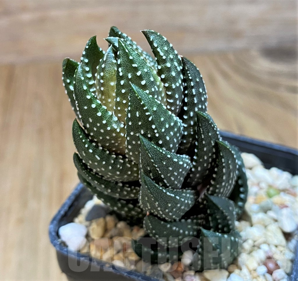 SH11097 Haworthia coarctata