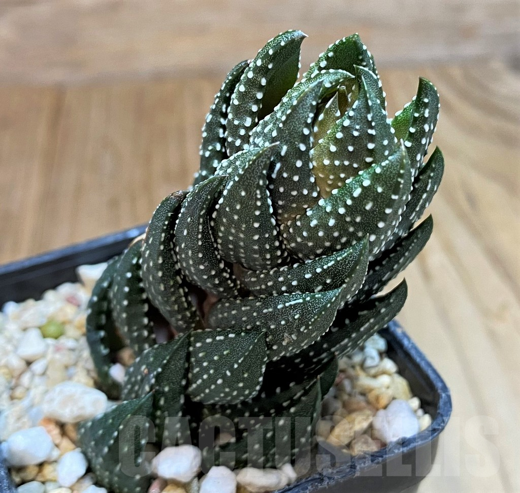 SH11097 Haworthia coarctata - Image 2