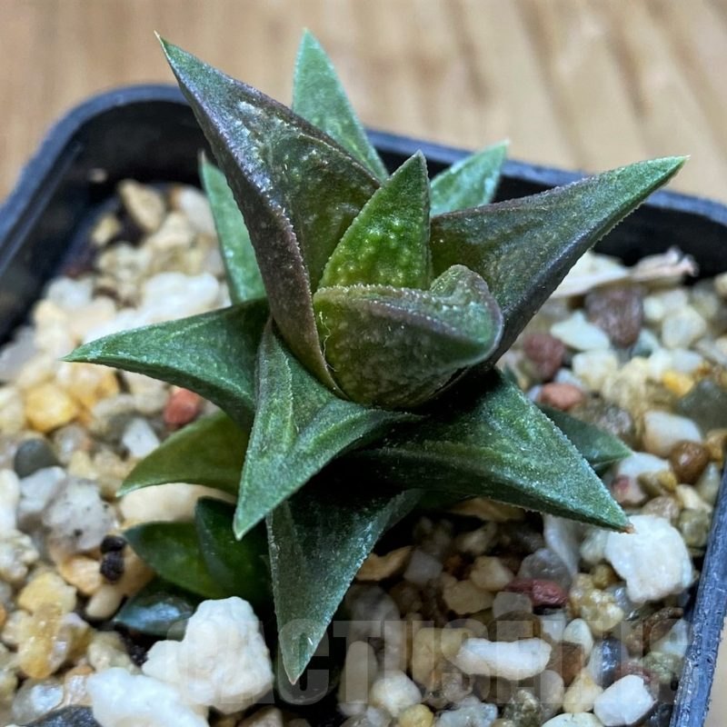 SH11098 Haworthia nigra x pygmaea