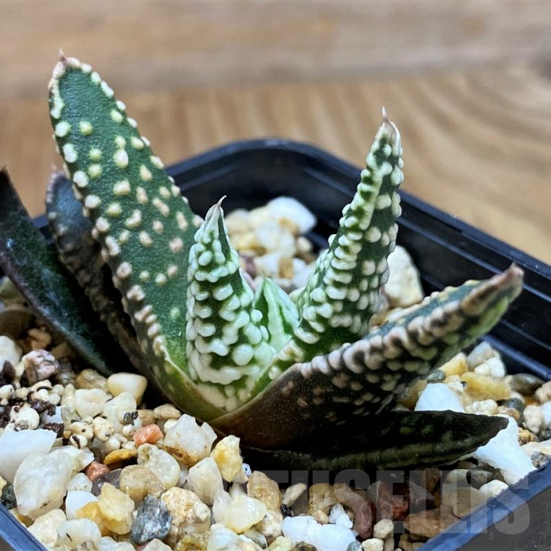 SH11100 Haworthia pumila 'Donut'