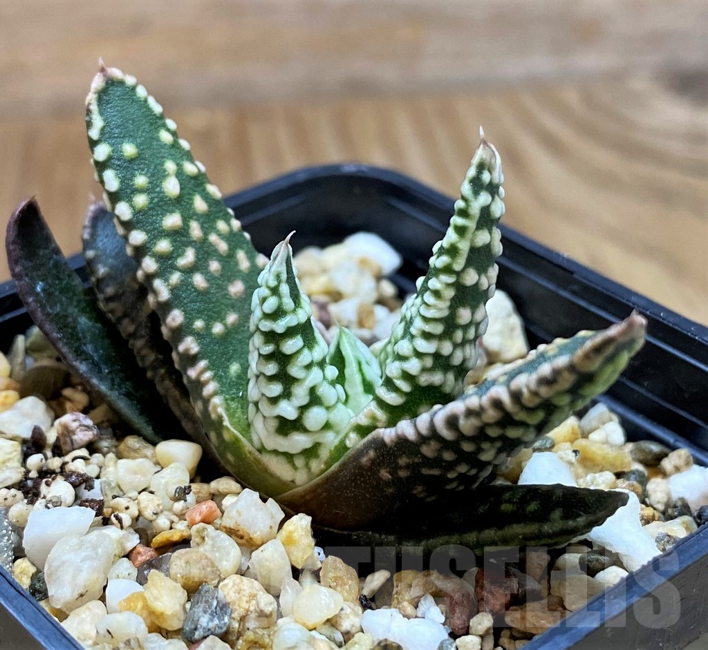 SH11100 Haworthia pumila 'Donut'