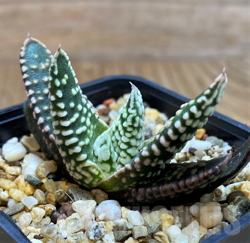 SH11100 Haworthia pumila 'Donut' - Image 2