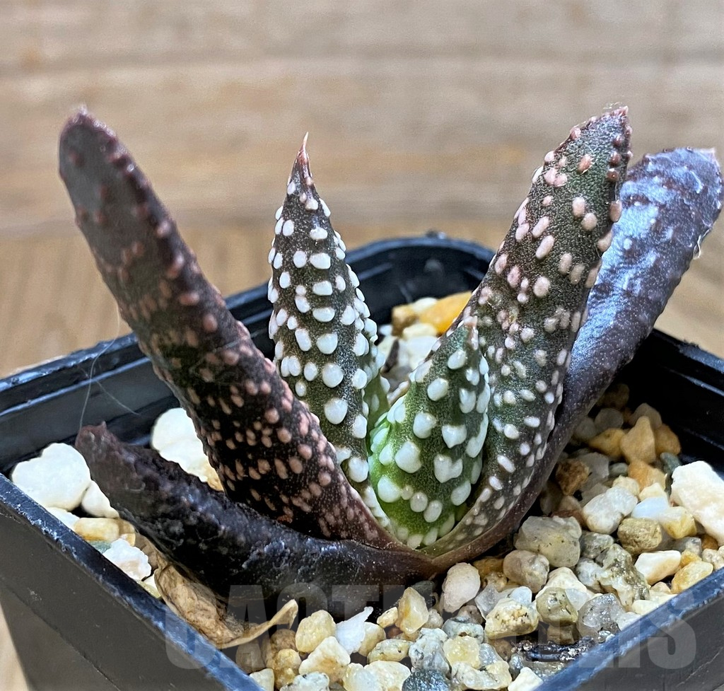 SH11101 Haworthia pumila 'Donut'