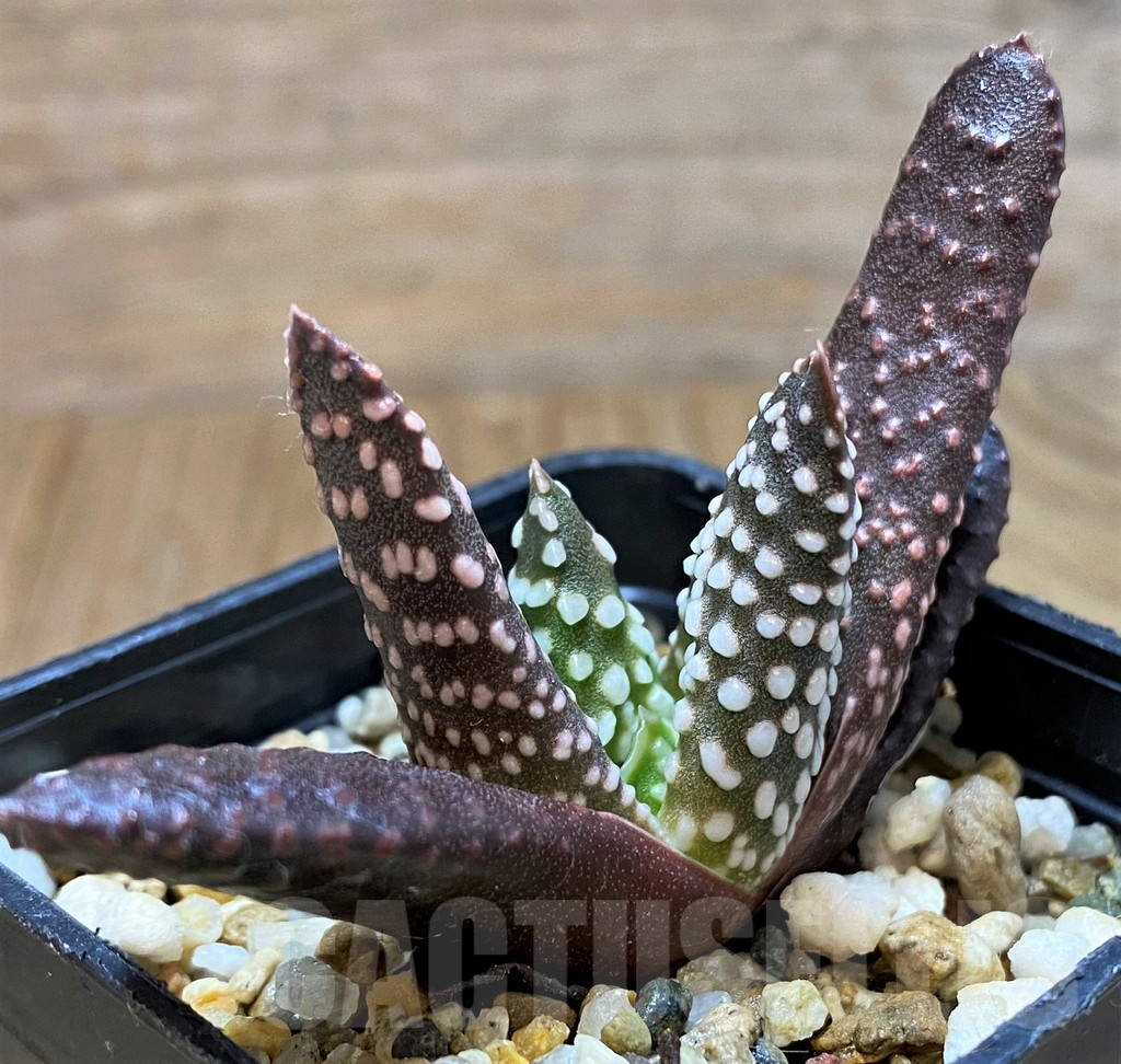 SH11101 Haworthia pumila 'Donut' - immagine 2