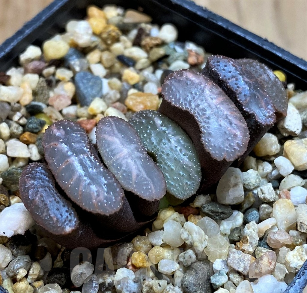 SH11102 Haworthia truncata -Japan-
