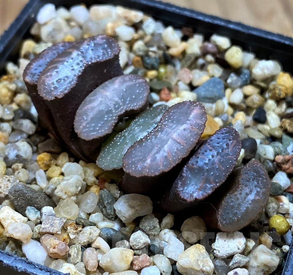 SH11102 Haworthia truncata -Japan- - Obrázek 2
