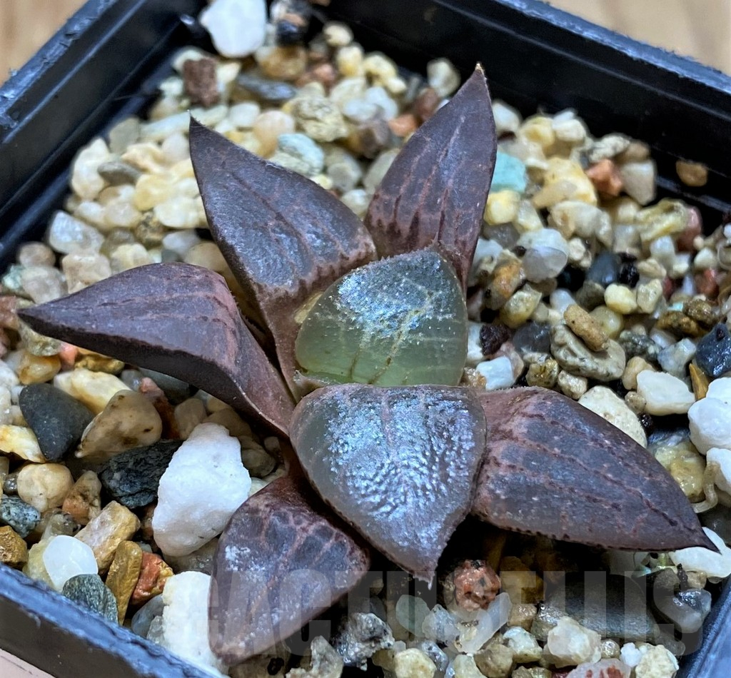 SH11103 Haworthia comptoniana HCO -10, ex Cactus Nishi