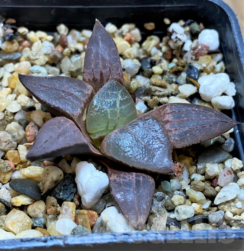 SH11103 Haworthia comptoniana HCO -10, ex Cactus Nishi – Image 2