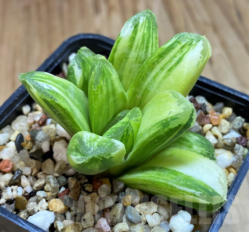 SH11106 Haworthia 'Gold rush'