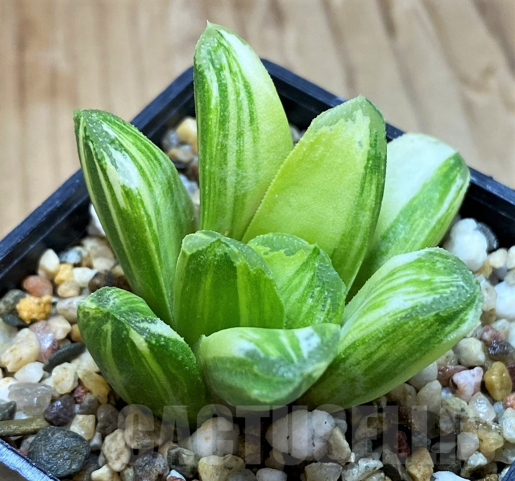 SH11106 Haworthia 'Gold rush' - immagine 2