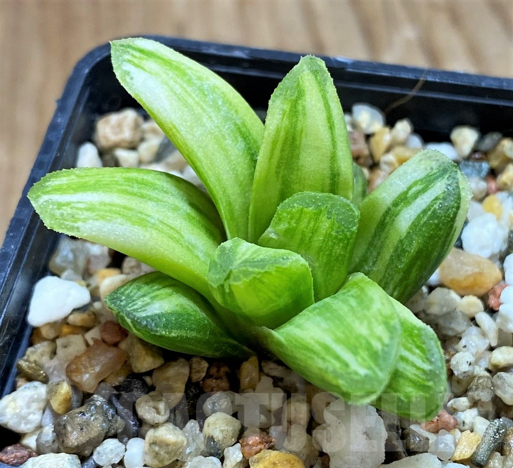 SH11107 Haworthia 'Gold rush' - immagine 2