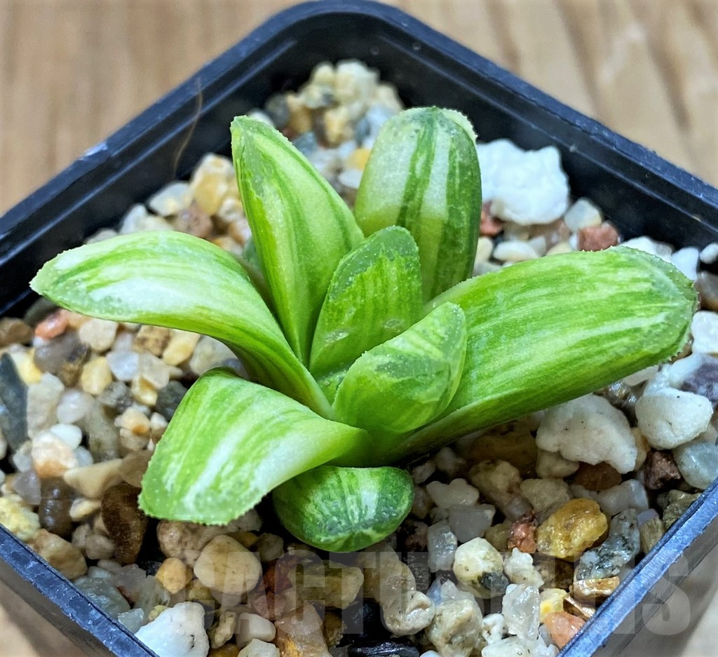 SH11107 Haworthia 'Gold rush'