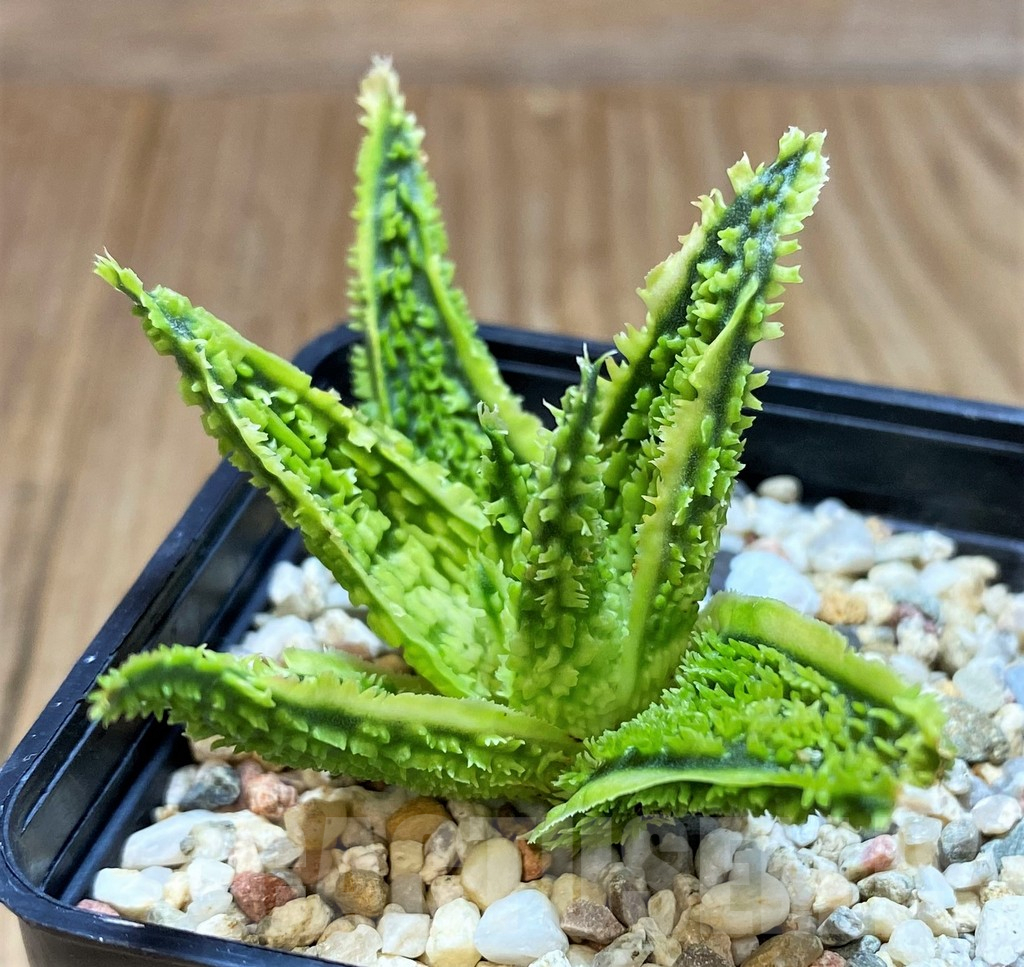 SH11108 Aloe TCT hybrid