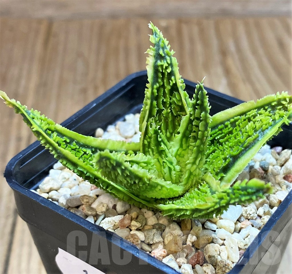 SH11108 Aloe TCT hybrid - Image 2
