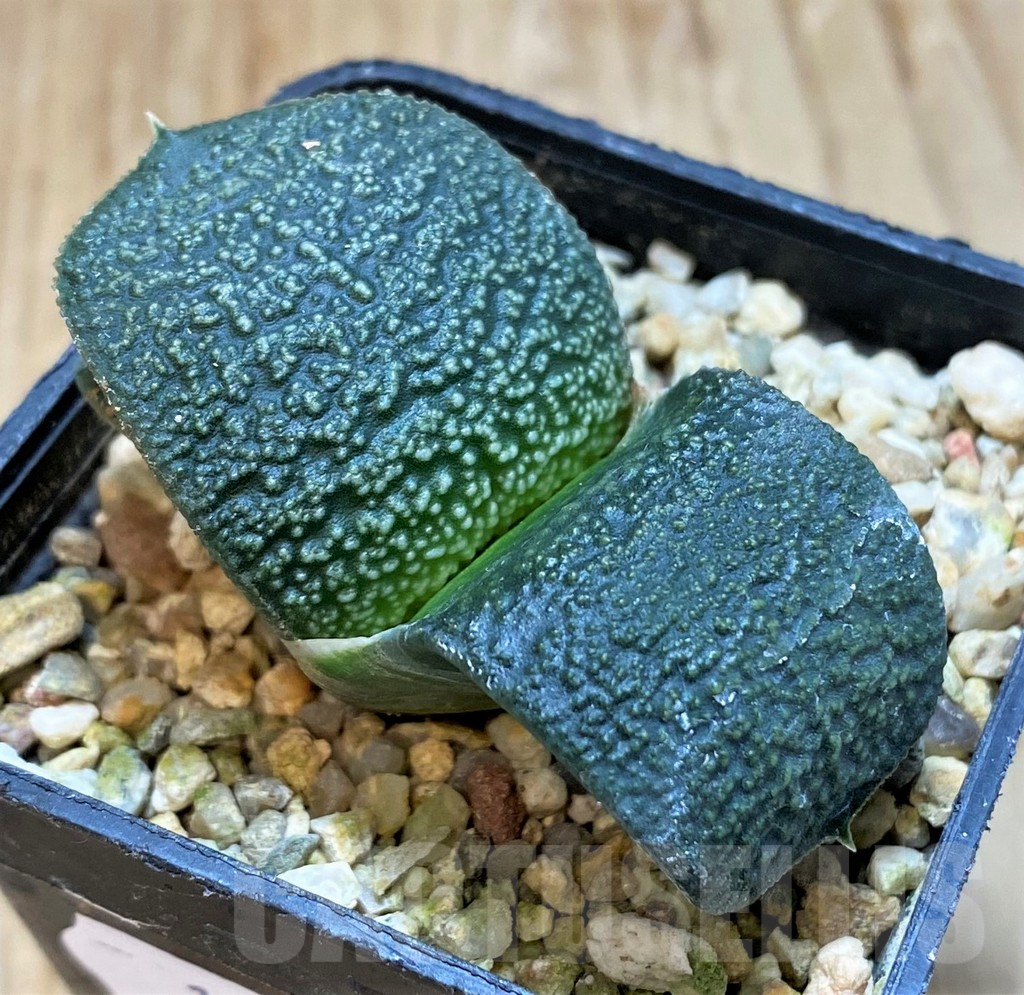 SH11109 Gasteria armstrongii -Japan-