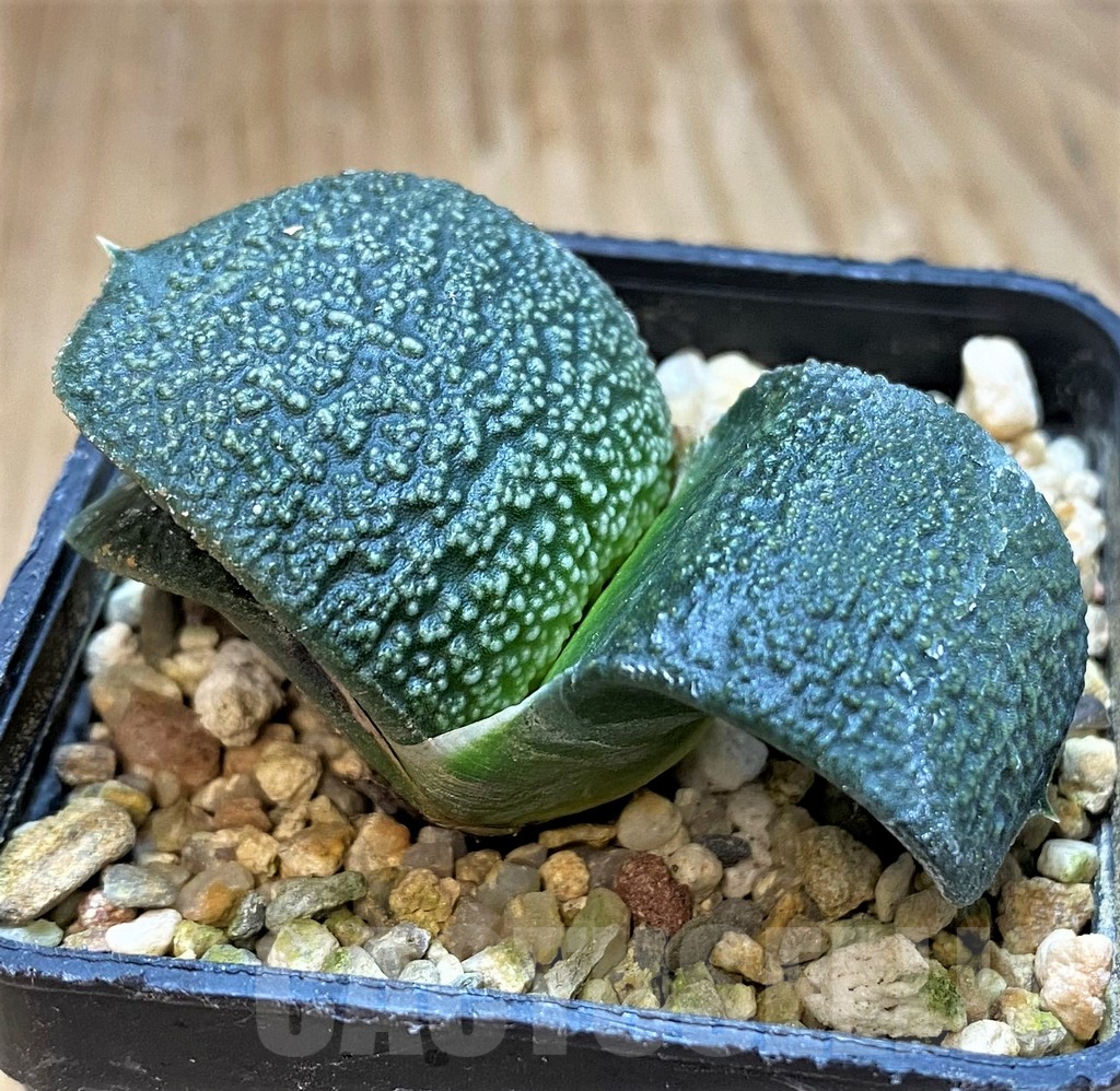 SH11109 Gasteria armstrongii -Japan- - Image 2